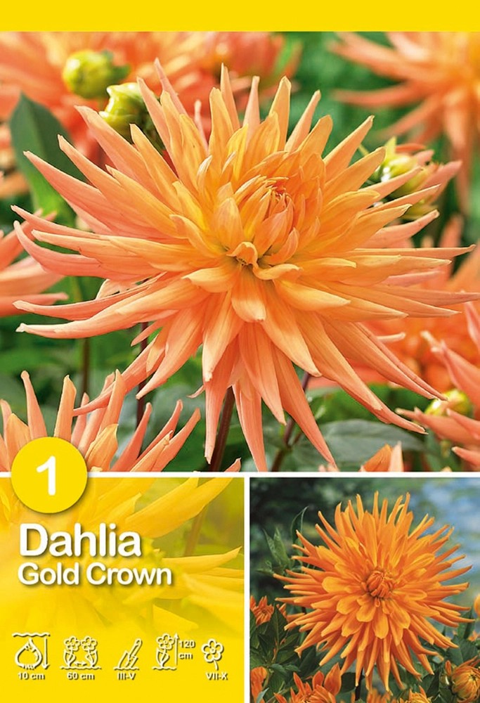 Jiřina "Gold Crown" zlatožlutá Jiřina "Gold Crown" zlatožlutá