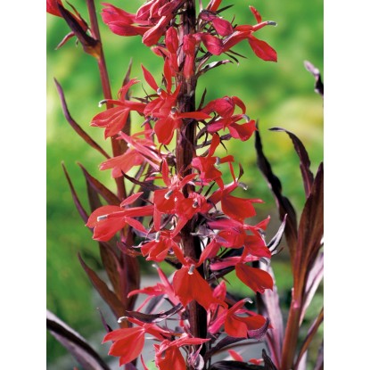 GROW by OBI Lobelka šarlatová (Lobelia cardinalis) červená pr. cca 28 cm GROW by OBI Lobelka šarlatová (Lobelia cardinalis) červená pr. cca 28 cm