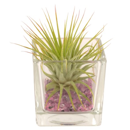 Aranžmá tillandsií Aranžmá tillandsií