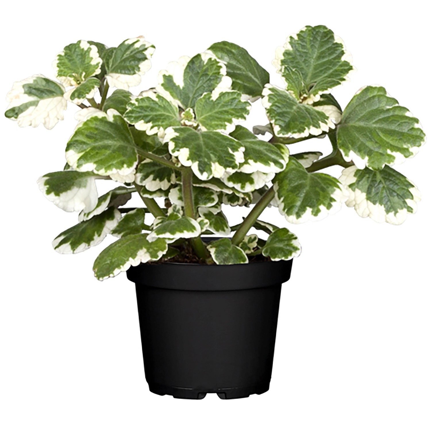 Landgard Plektrant koleusovitý (Plectranthus coleoides) výška 10-20 cm, pr. 12cm Landgard Plektrant koleusovitý (Plectranthus coleoides) výška 10-20 cm, pr. 12cm