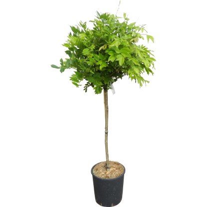 OBI Vistárie čínská "Issai" "Showa Beni" a "Shirokapitan Fuji" výška cca 120 cm OBI Vistárie čínská "Issai" "Showa Beni" a "Shirokapitan Fuji" výška cca 120 cm
