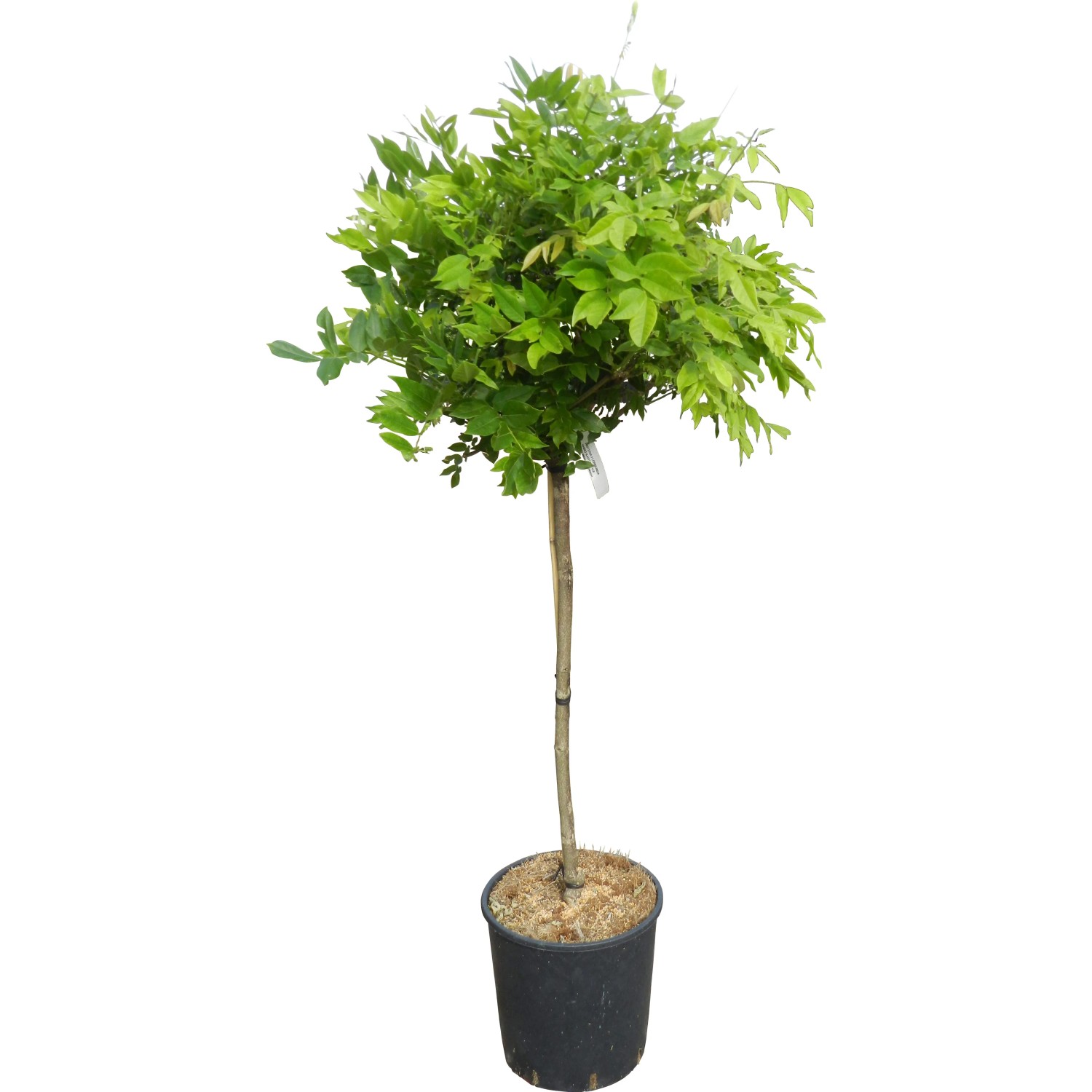 OBI Vistárie čínská "Issai" "Showa Beni" a "Shirokapitan Fuji" výška cca 120 cm OBI Vistárie čínská "Issai" "Showa Beni" a "Shirokapitan Fuji" výška cca 120 cm