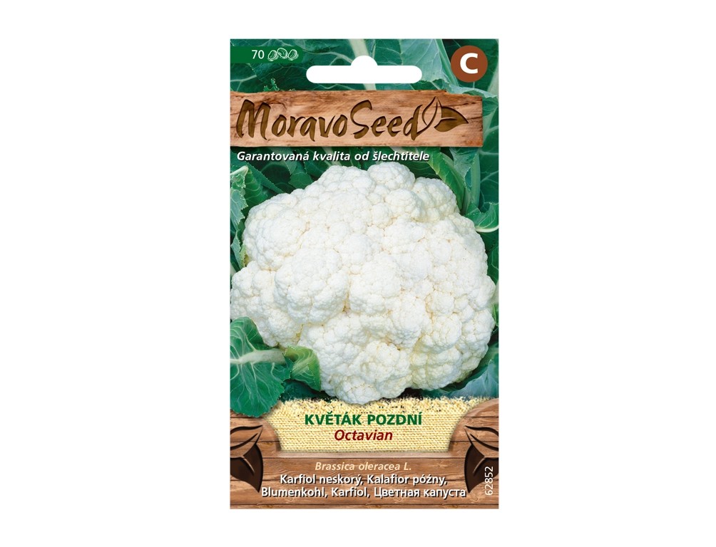 MoravoSeed Květák pozdní OCTAVIAN MoravoSeed Květák pozdní OCTAVIAN