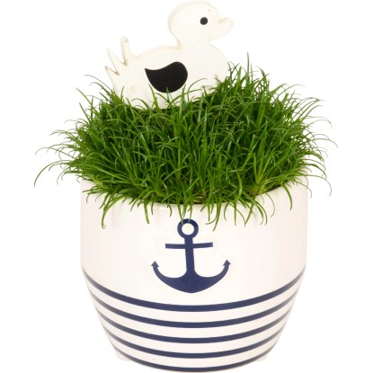 Okrasná tráva v keramické nádobě pr. květináče cca 6 cm Sagina Okrasná tráva v keramické nádobě pr. květináče cca 6 cm Sagina