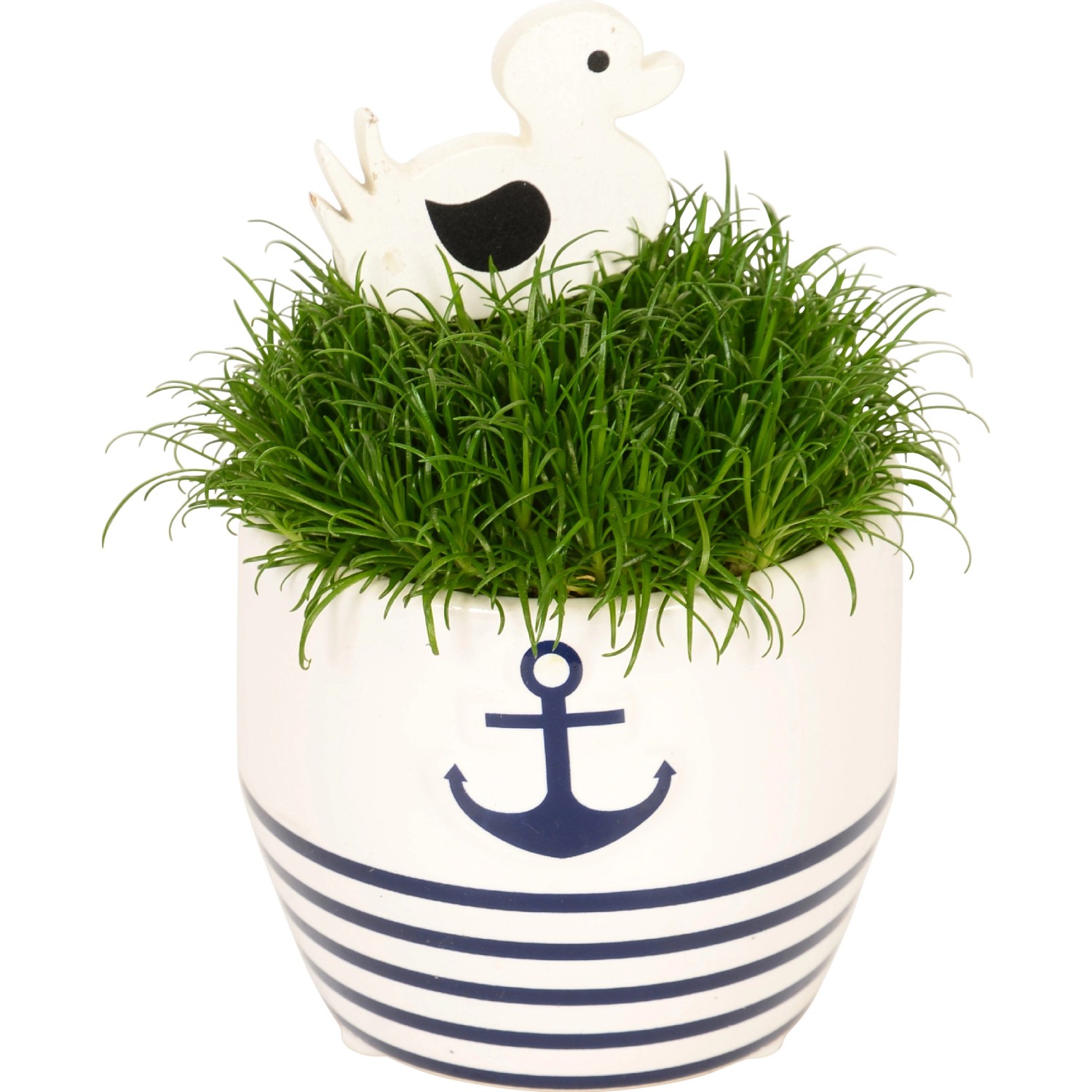 Okrasná tráva v keramické nádobě pr. květináče cca 6 cm Sagina Okrasná tráva v keramické nádobě pr. květináče cca 6 cm Sagina