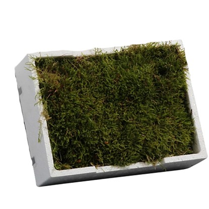 Lesklec rohož v polystyrénové krabici cca 26 cm x 20 cm x 8 cm Lesklec rohož v polystyrénové krabici cca 26 cm x 20 cm x 8 cm