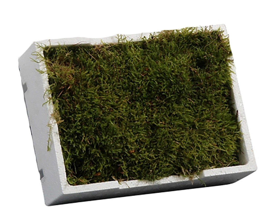 Lesklec rohož v polystyrénové krabici cca 26 cm x 20 cm x 8 cm Lesklec rohož v polystyrénové krabici cca 26 cm x 20 cm x 8 cm