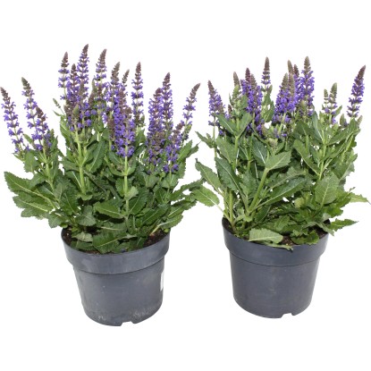 OBI Okrasná šalvěj "Midnight" průměr květináče cca 19 cm Salvia nemorosa OBI Okrasná šalvěj "Midnight" průměr květináče cca 19 cm Salvia nemorosa