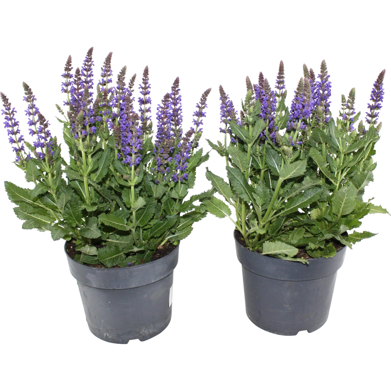 OBI Okrasná šalvěj "Midnight" průměr květináče cca 19 cm Salvia nemorosa OBI Okrasná šalvěj "Midnight" průměr květináče cca 19 cm Salvia nemorosa