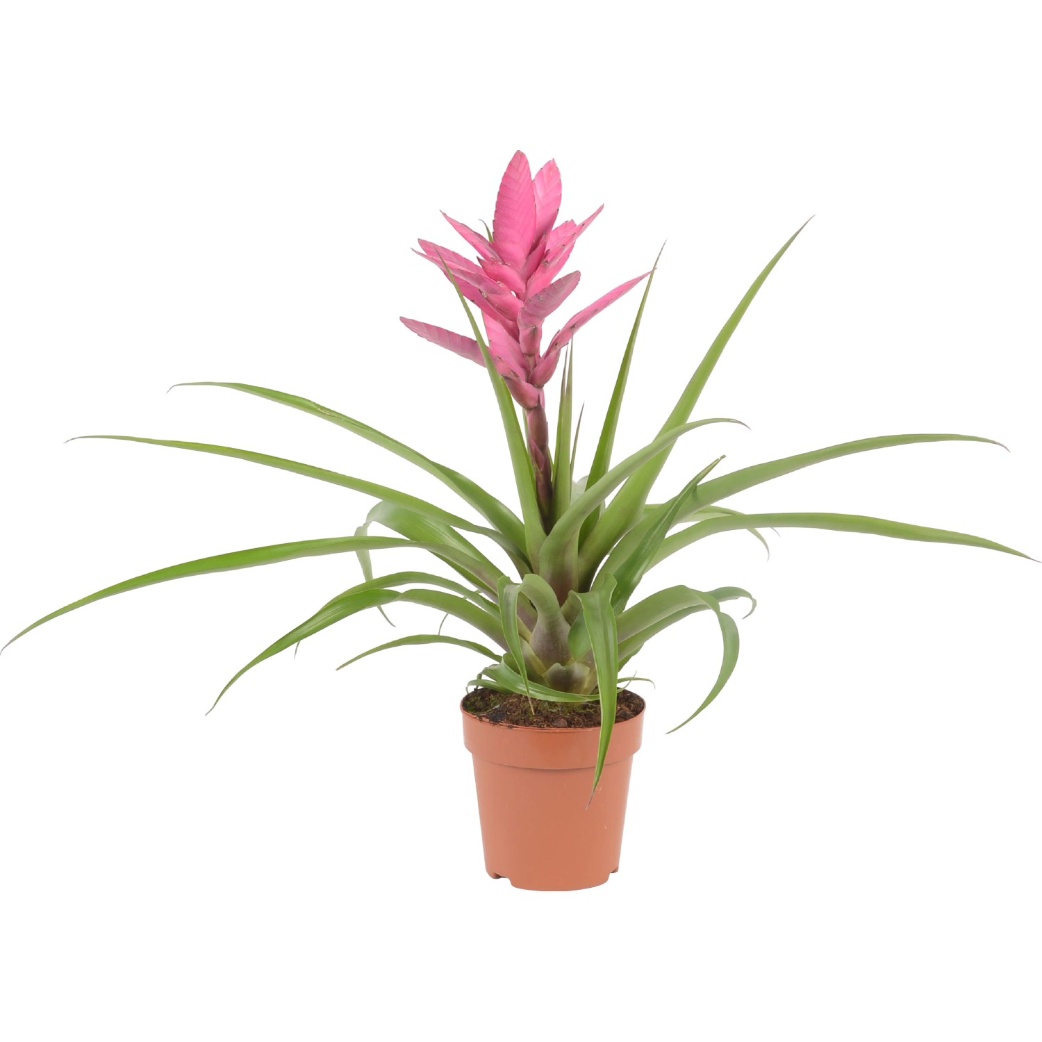 GROW by OBI Tillandsie "Antonio" růžová GROW by OBI Tillandsie "Antonio" růžová