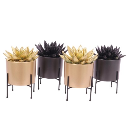 Dužnatka v keramické květináči různé druhy 20-25 cm, pr. květináče cca 11 cm Dužnatka v keramické květináči různé druhy 20-25 cm, pr. květináče cca 11 cm