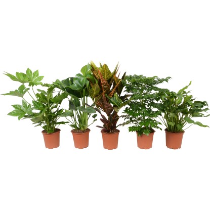 Zelené rostliny mix průměr květináče cca 19 cm Zelené rostliny mix průměr květináče cca 19 cm