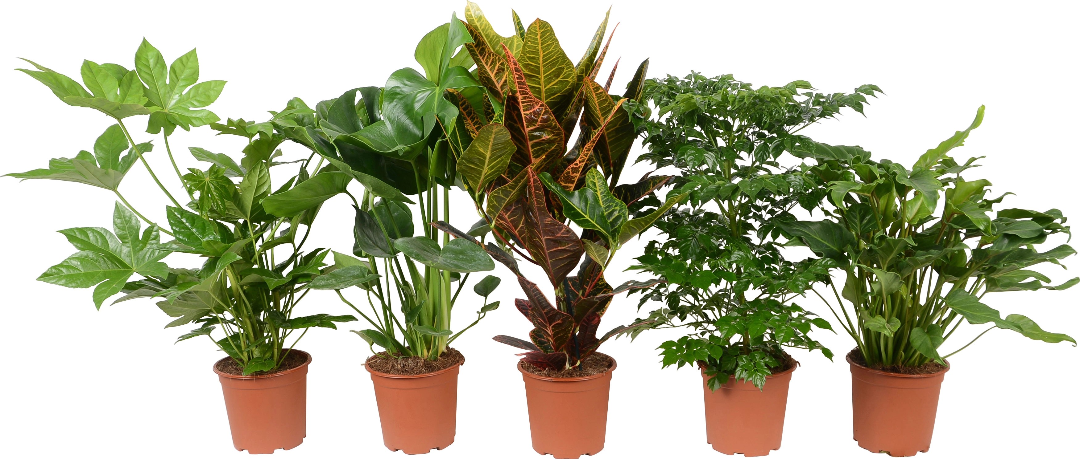 Zelené rostliny mix průměr květináče cca 19 cm Zelené rostliny mix průměr květináče cca 19 cm