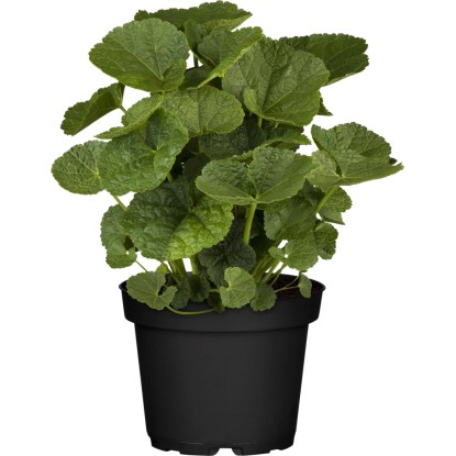 Slézovka (Alcea rosea) v květináči se zelenými listy. Ideální pro záhony a květináče. Slézovka (Alcea rosea) v květináči se zelenými listy. Ideální pro záhony a květináče.