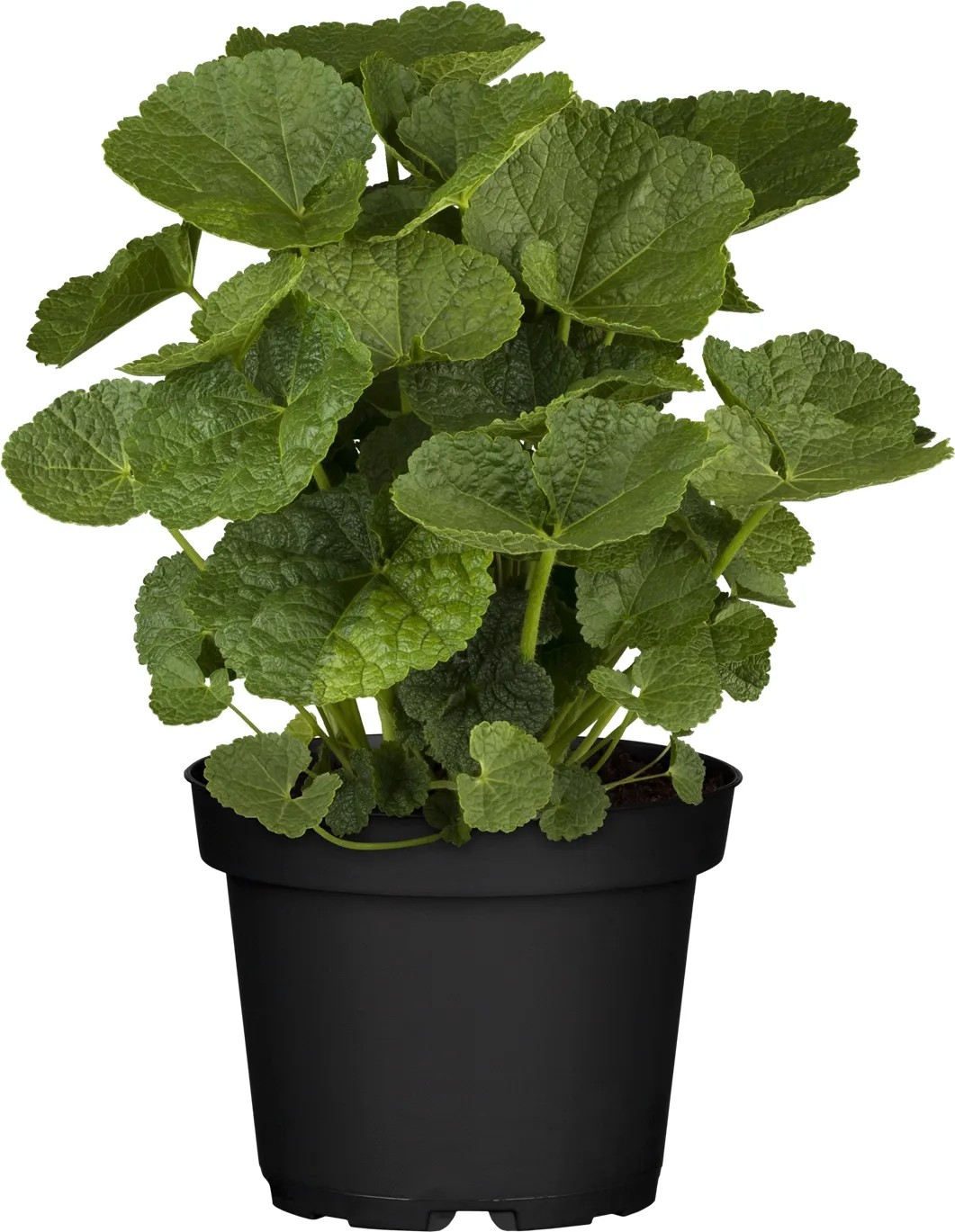 Slézovka (Alcea rosea) v květináči se zelenými listy. Ideální pro záhony a květináče. Slézovka (Alcea rosea) v květináči se zelenými listy. Ideální pro záhony a květináče.