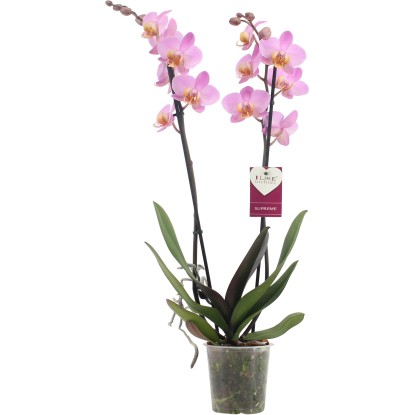 Orchidej motýlokvětá "Beaumont"výška cca 60 cm průměr květináče cca 12 cm Orchidej motýlokvětá "Beaumont"výška cca 60 cm průměr květináče cca 12 cm
