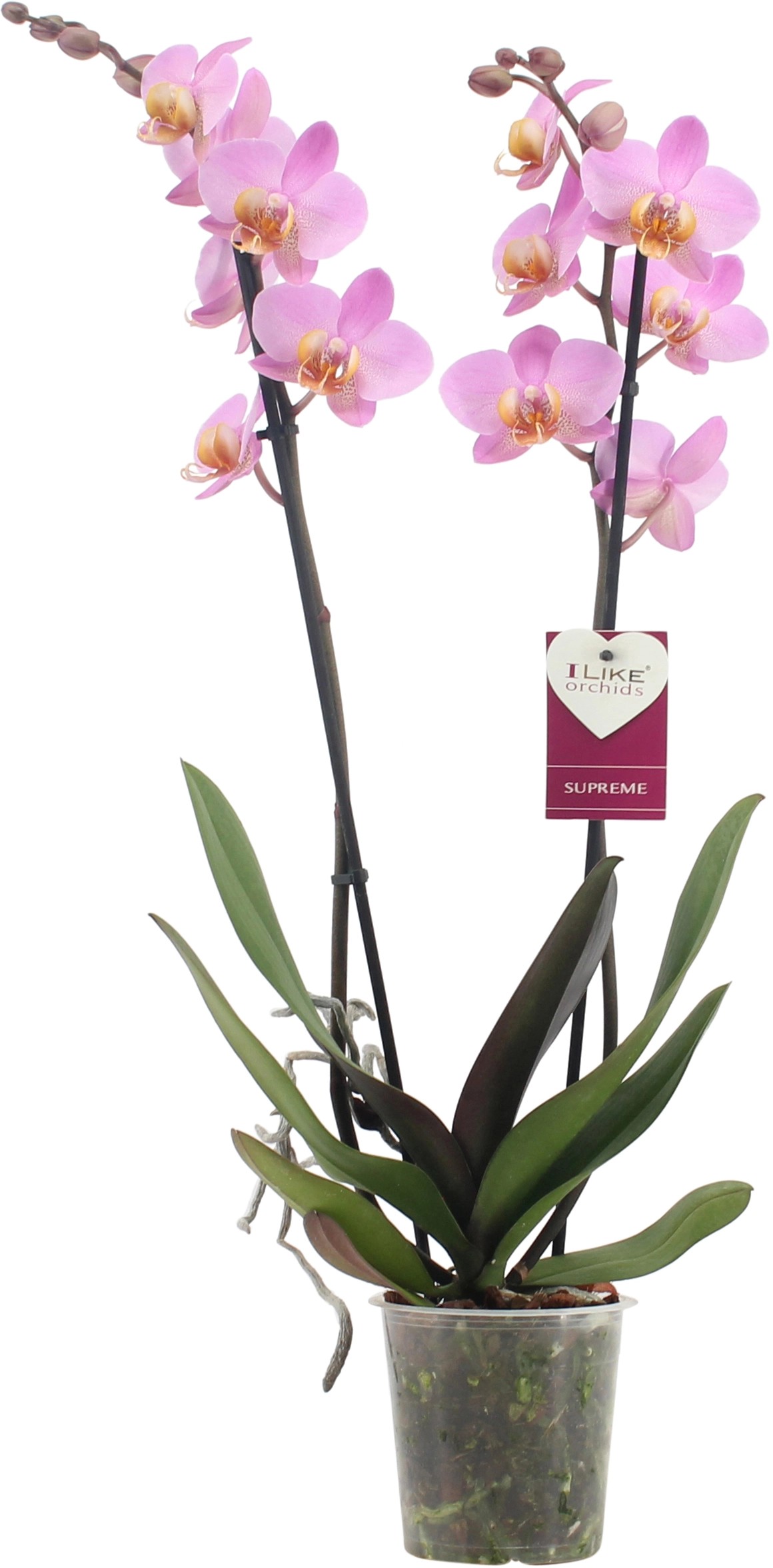Orchidej motýlokvětá "Beaumont"výška cca 60 cm průměr květináče cca 12 cm Orchidej motýlokvětá "Beaumont"výška cca 60 cm průměr květináče cca 12 cm