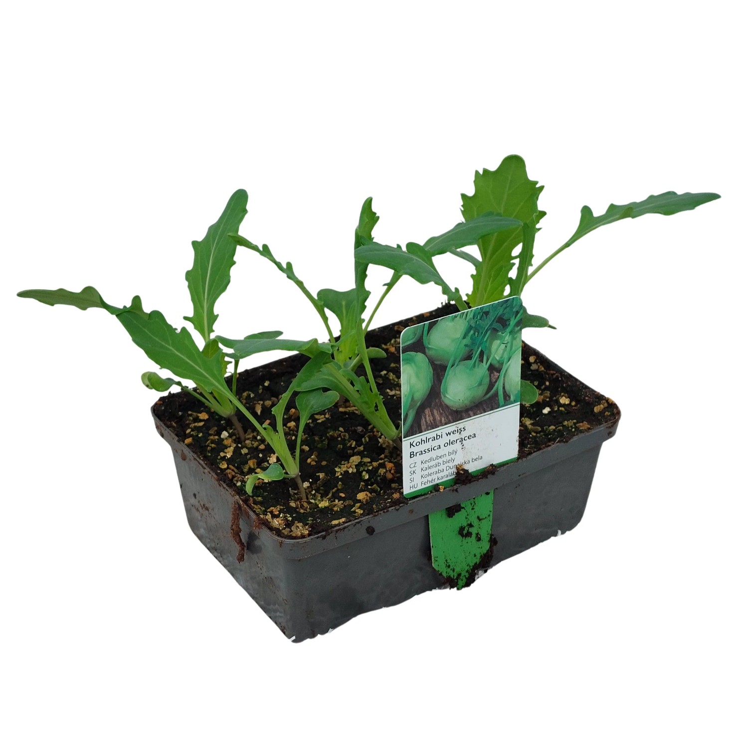 Landgard Kedluben bílý (Brassica oleracea var. gongylodes) 6 ks v misce Landgard Kedluben bílý (Brassica oleracea var. gongylodes) 6 ks v misce