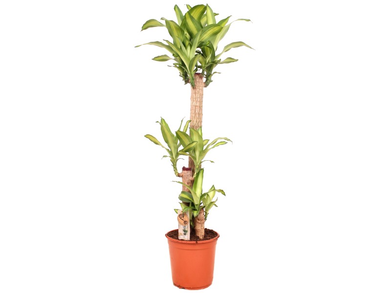 Dračinec Dracaena fragrans Massangeana pr cca 24 x 140 cm koupit v OBI