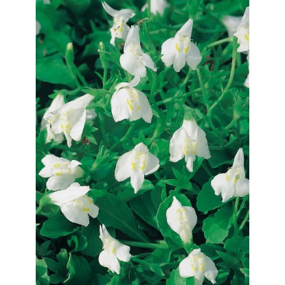 Mazus plazivý bílý pr. květináče cca 9 cm Mazus plazivý bílý pr. květináče cca 9 cm