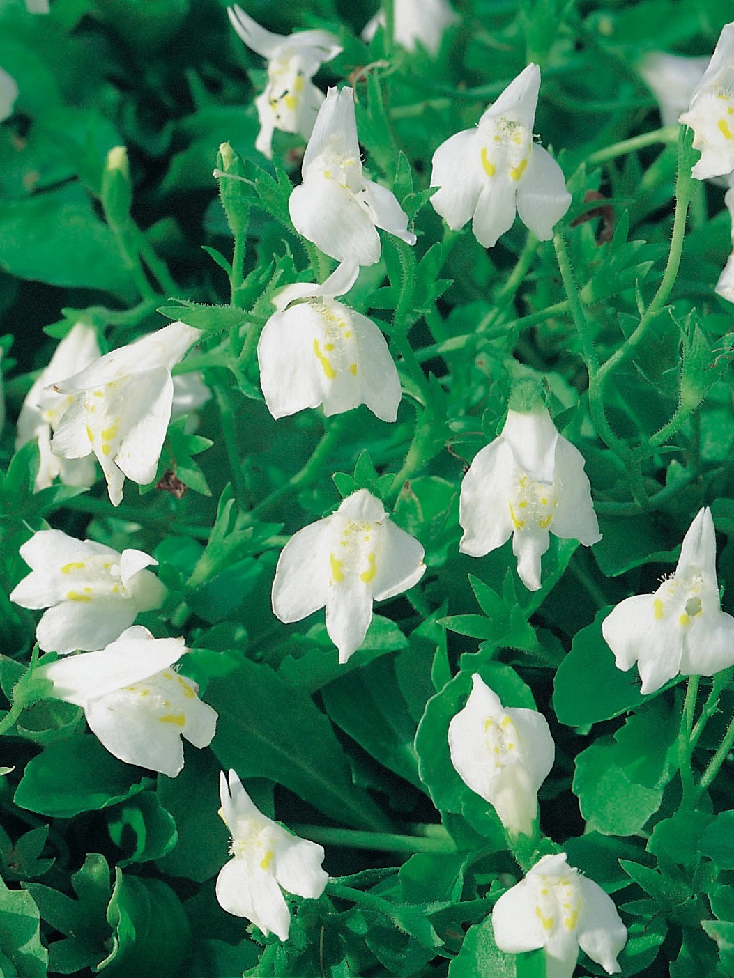 Mazus plazivý bílý pr. květináče cca 9 cm Mazus plazivý bílý pr. květináče cca 9 cm