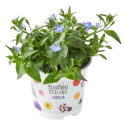 Lobelka (Lobelia), různé barvy, pr. kv. cca 10,5 cm Lobelka (Lobelia), různé barvy, pr. kv. cca 10,5 cm