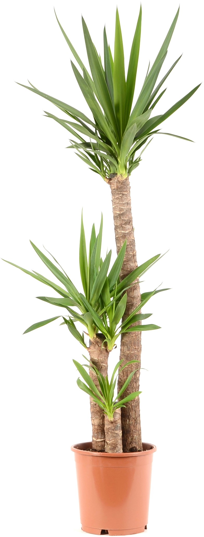 Green Is Mix např. dracéna 3 kmínky, pachira vodní průměr květináče cca 27 cm Green Is Mix např. dracéna 3 kmínky, pachira vodní průměr květináče cca 27 cm