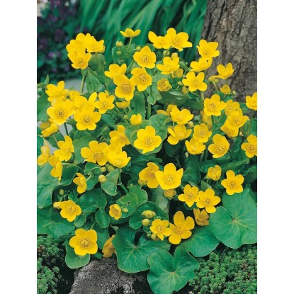Royal Lemkes Blatouch bahenní (Caltha palustris) žlutý pr. cca 18 cm Royal Lemkes Blatouch bahenní (Caltha palustris) žlutý pr. cca 18 cm