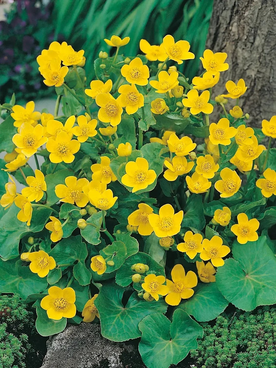 Royal Lemkes Blatouch bahenní (Caltha palustris) žlutý pr. cca 18 cm Royal Lemkes Blatouch bahenní (Caltha palustris) žlutý pr. cca 18 cm