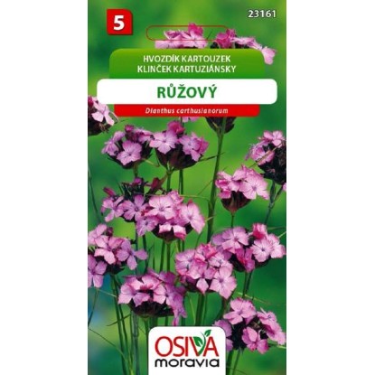 Semínka Hvozdík kartouzek růžový (Dianthus carthuslanorum) Semínka Hvozdík kartouzek růžový (Dianthus carthuslanorum)