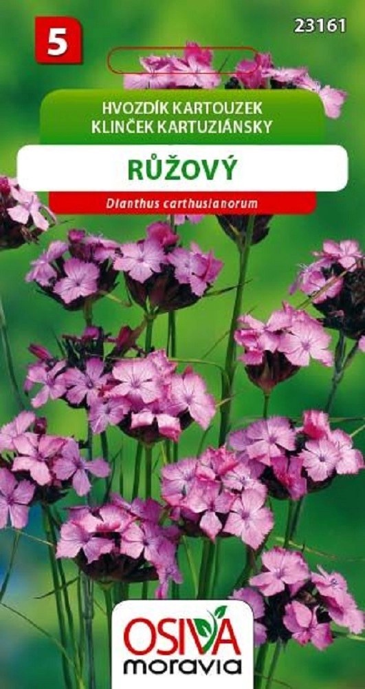 Semínka Hvozdík kartouzek růžový (Dianthus carthuslanorum) Semínka Hvozdík kartouzek růžový (Dianthus carthuslanorum)