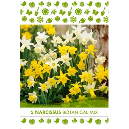 Květinová cibulka narcisu (Narcissus Botanical) Květinová cibulka narcisu (Narcissus Botanical)