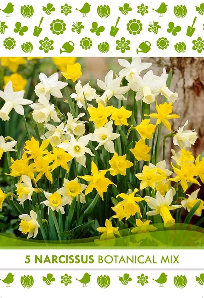 Květinová cibulka narcisu (Narcissus Botanical) Květinová cibulka narcisu (Narcissus Botanical)