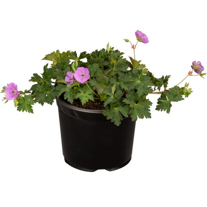 GROW by OBI Kakost krvavý (Geranium sanguineum), výška 10-20 cm GROW by OBI Kakost krvavý (Geranium sanguineum), výška 10-20 cm