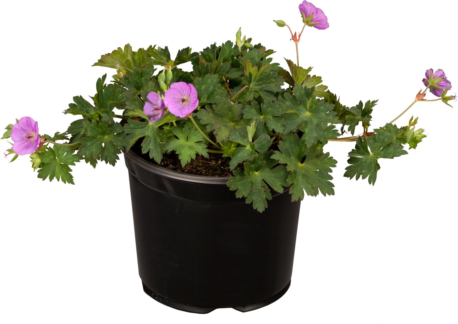 GROW by OBI Kakost krvavý (Geranium sanguineum), výška 10-20 cm GROW by OBI Kakost krvavý (Geranium sanguineum), výška 10-20 cm