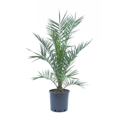 GROW by OBI Datlovník kanárský (Phoenix canariensis), cca 60/80 cm, kv. cca 4 l GROW by OBI Datlovník kanárský (Phoenix canariensis), cca 60/80 cm, kv. cca 4 l