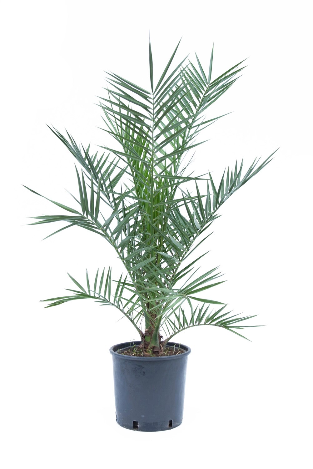 GROW by OBI Datlovník kanárský (Phoenix canariensis), cca 60/80 cm, kv. cca 4 l GROW by OBI Datlovník kanárský (Phoenix canariensis), cca 60/80 cm, kv. cca 4 l