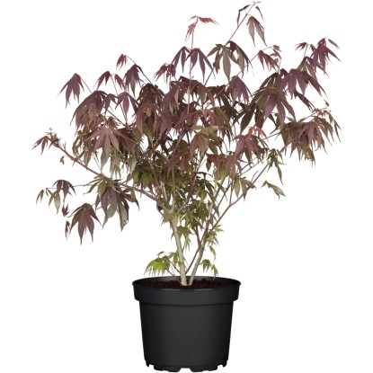 OBI Javor dlanitolistý "Atropurpureum" červený kontejner cca 3 l OBI Javor dlanitolistý "Atropurpureum" červený kontejner cca 3 l