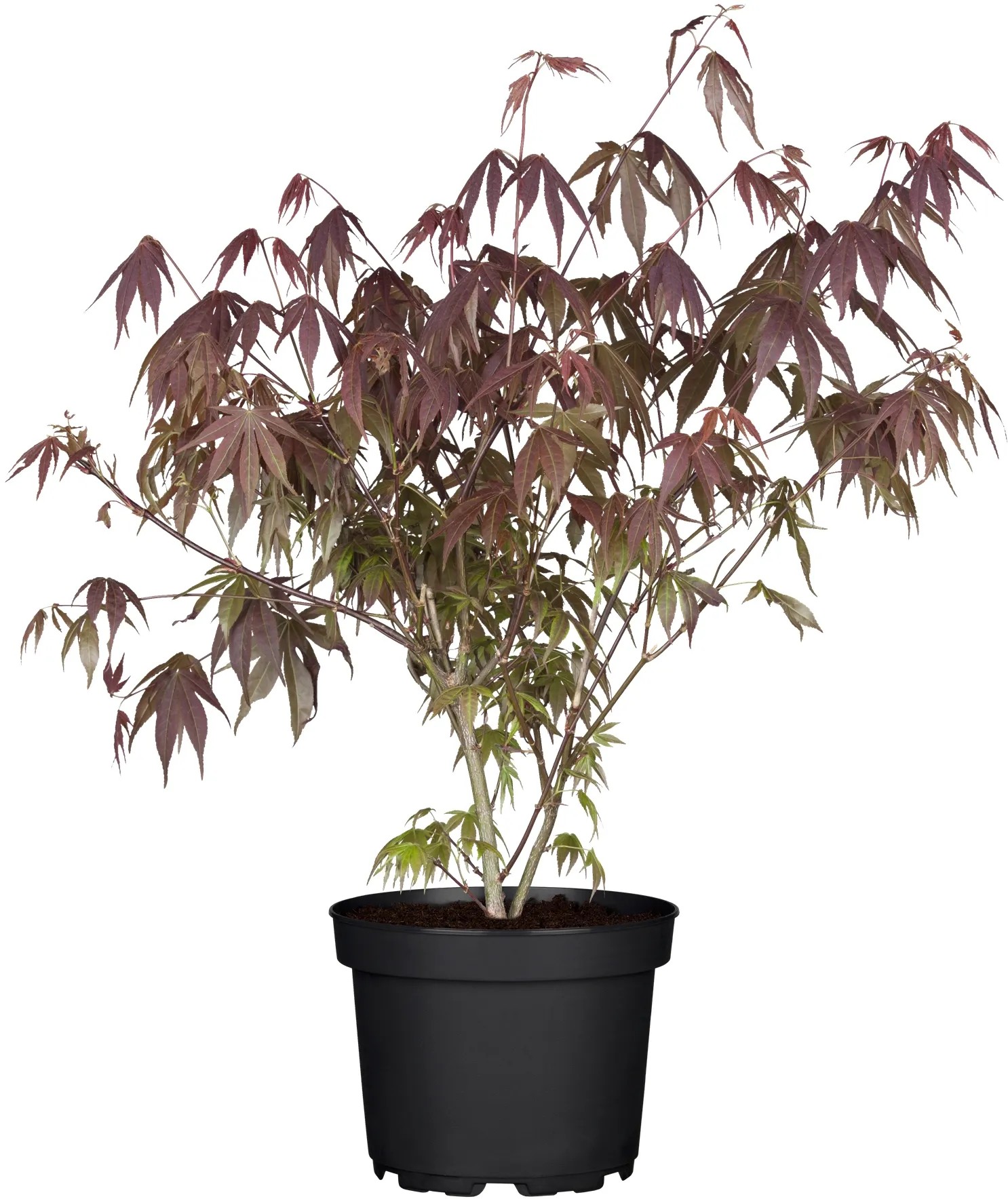 OBI Javor dlanitolistý "Atropurpureum" červený kontejner cca 3 l OBI Javor dlanitolistý "Atropurpureum" červený kontejner cca 3 l