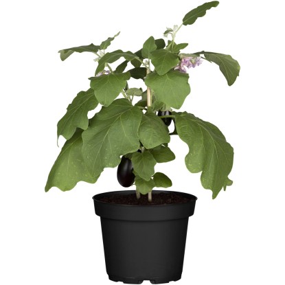 GROW by OBI Lilek vejcoplodý (Solanum Melongena) 60-90 cm, pr. 12 cm GROW by OBI Lilek vejcoplodý (Solanum Melongena) 60-90 cm, pr. 12 cm