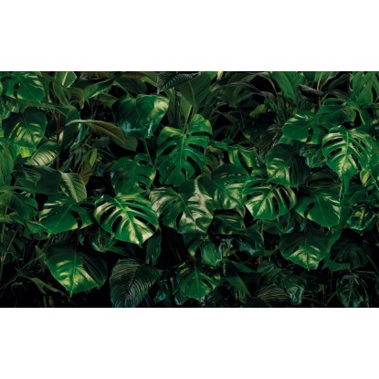 Komar Vliesová fototapeta Tropical Wall 400 x 250 cm Komar Vliesová fototapeta Tropical Wall 400 x 250 cm