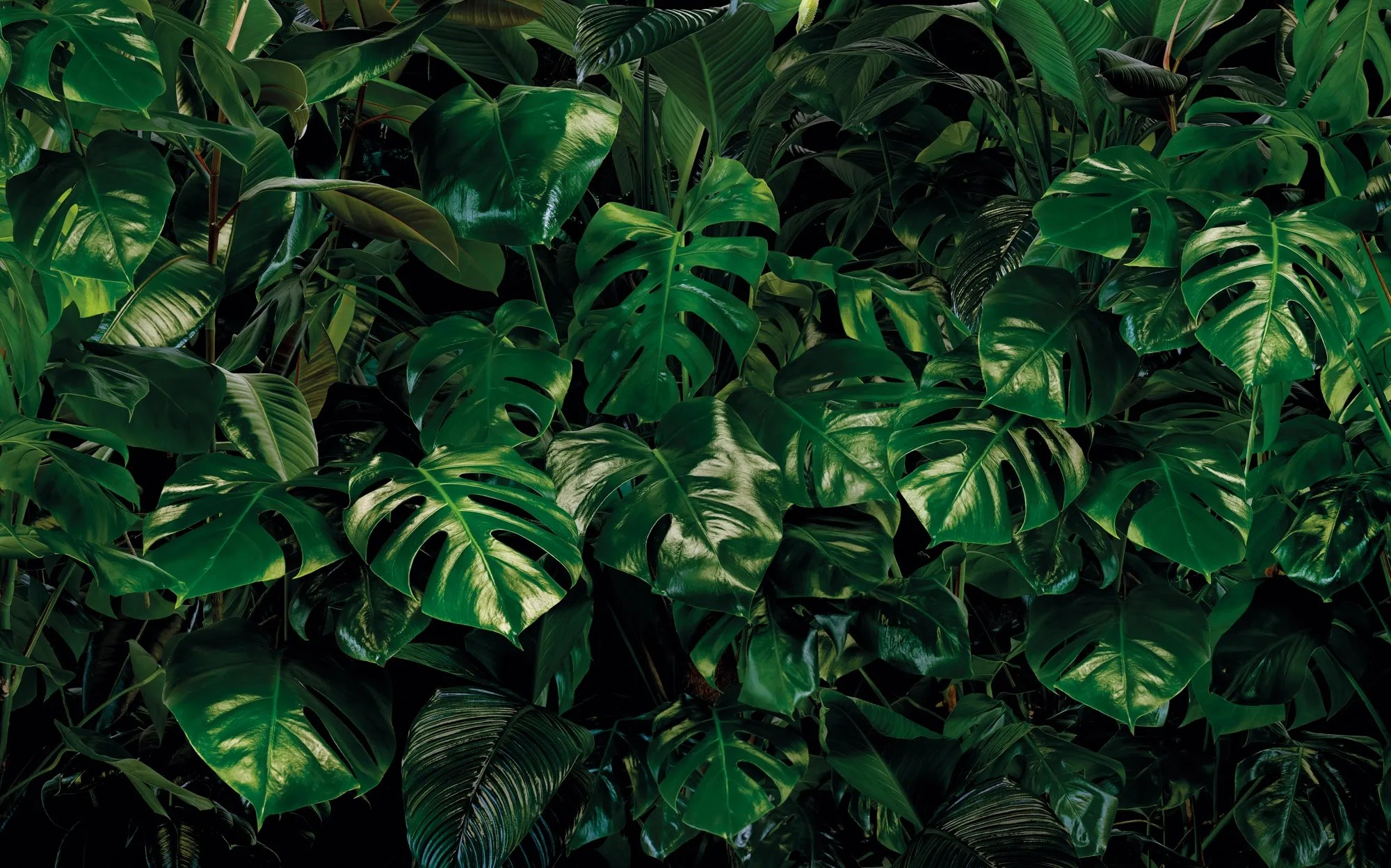 Komar Vliesová fototapeta Tropical Wall 400 x 250 cm Komar Vliesová fototapeta Tropical Wall 400 x 250 cm