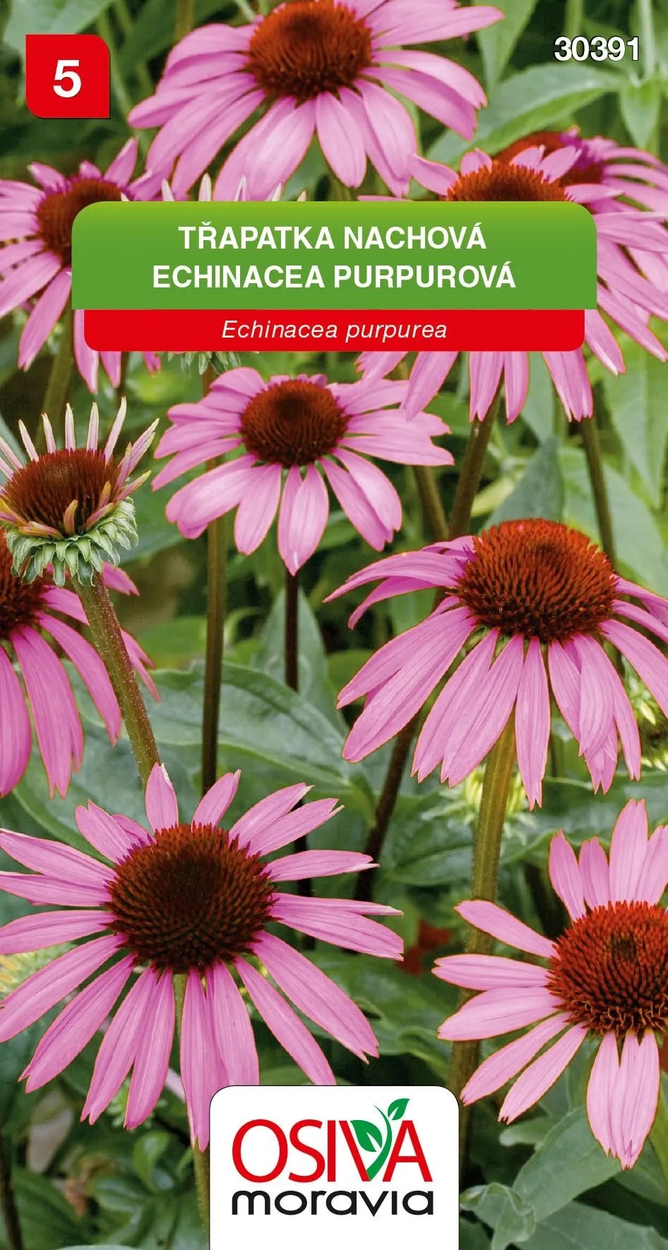 Balíček semen třapatky nachové. Echinacea purpurea s růžovými květy. Balíček semen třapatky nachové. Echinacea purpurea s růžovými květy.