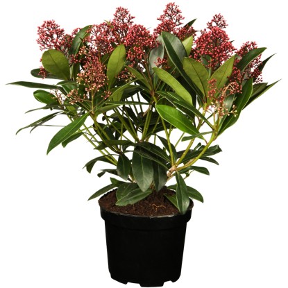 Skimie japonská výška cca 30 - 40 cm nádoba cca 5 l Skimie japonská výška cca 30 - 40 cm nádoba cca 5 l