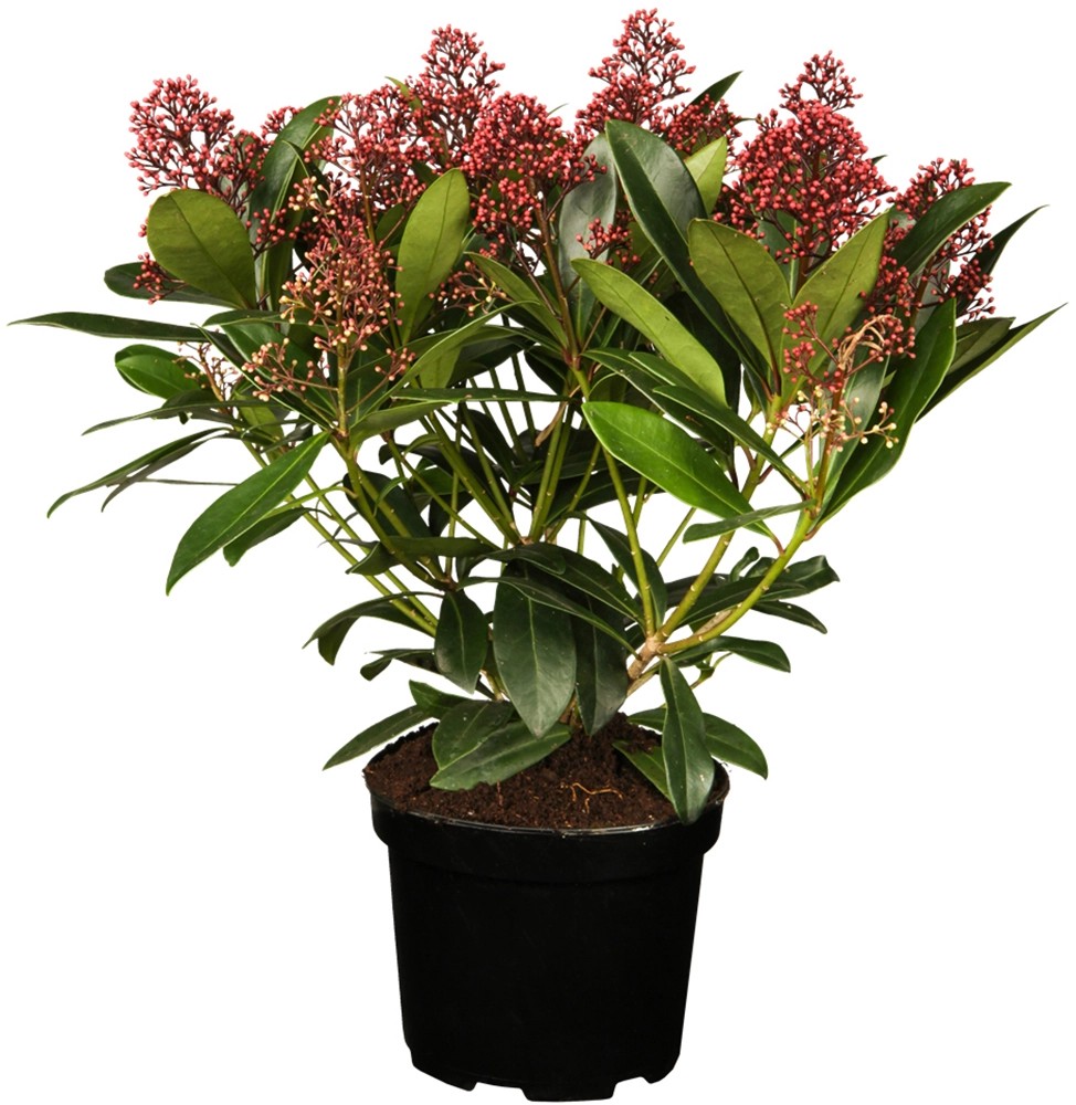 Skimie japonská výška cca 30 - 40 cm nádoba cca 5 l Skimie japonská výška cca 30 - 40 cm nádoba cca 5 l