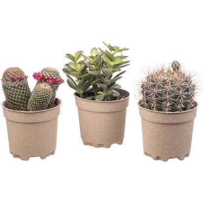 Giromagi Kaktus (Cactus) různé druhy výška 15-20 cm, pr. květináče 10,5 cm Giromagi Kaktus (Cactus) různé druhy výška 15-20 cm, pr. květináče 10,5 cm
