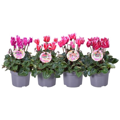 Brambořík perský (Cyclamen persicum) "Fantasia", růžová/bílá, pr. kv. 11 cm Brambořík perský (Cyclamen persicum) "Fantasia", růžová/bílá, pr. kv. 11 cm