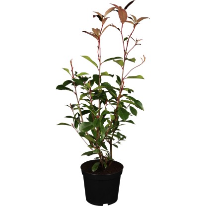OBI Blýskalka "Red Robin" výška cca 60 - 80 cm květináč cca 10 l Photinia OBI Blýskalka "Red Robin" výška cca 60 - 80 cm květináč cca 10 l Photinia