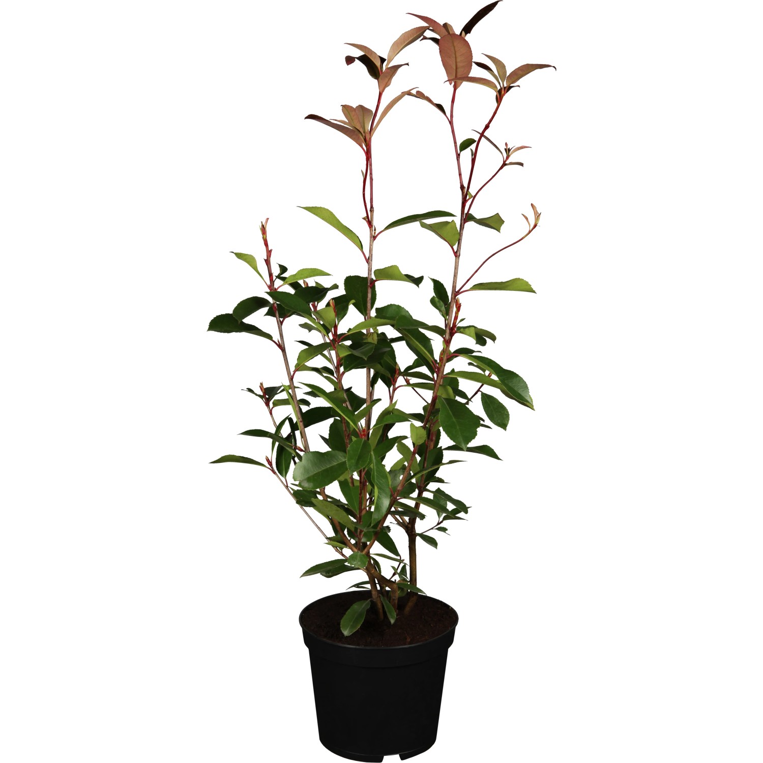 OBI Blýskalka "Red Robin" výška cca 60 - 80 cm květináč cca 10 l Photinia OBI Blýskalka "Red Robin" výška cca 60 - 80 cm květináč cca 10 l Photinia