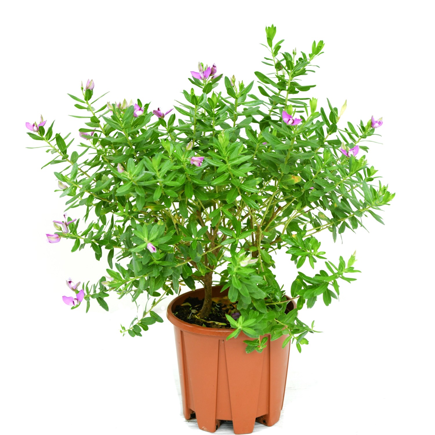 GROW by OBI Vítod myrtolistý (Polygala myrtifolia) výška 20-30 cm, květináč 4 l GROW by OBI Vítod myrtolistý (Polygala myrtifolia) výška 20-30 cm, květináč 4 l